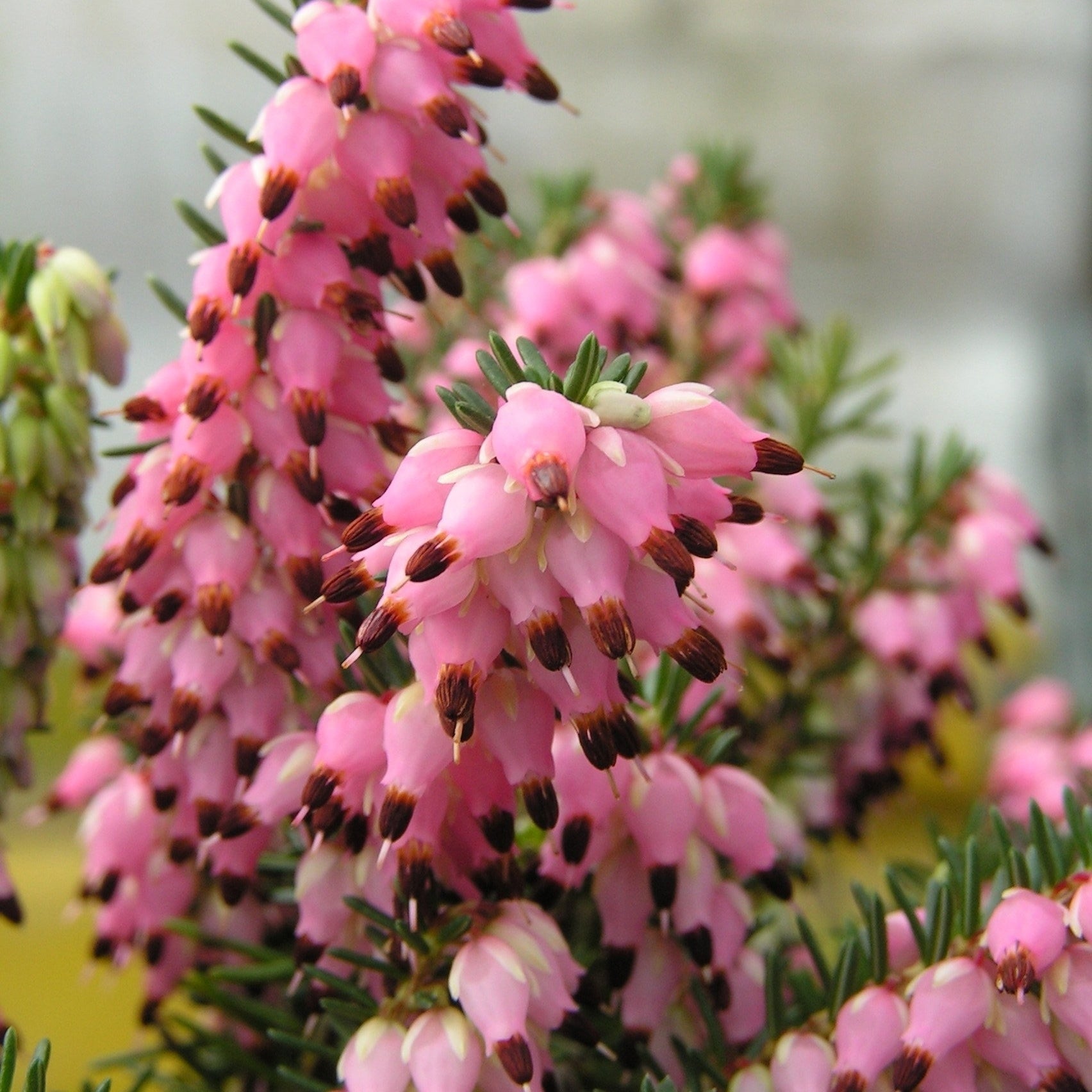 Winterheide - roze (x3) - Erica carnea - Heesters en vaste planten