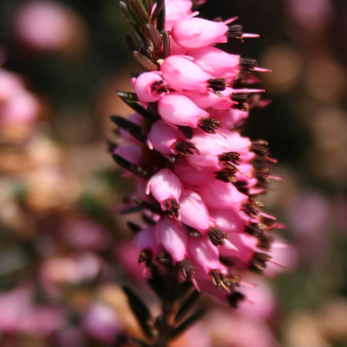 Erica carnea - Winterheide - roze (x3) - Bloeiende vaste planten