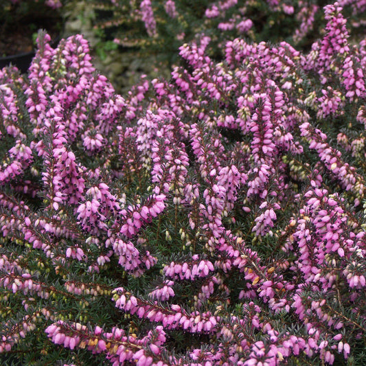 Winterheide - roze (x3) - Erica carnea - Bloeiende vaste tuinplanten