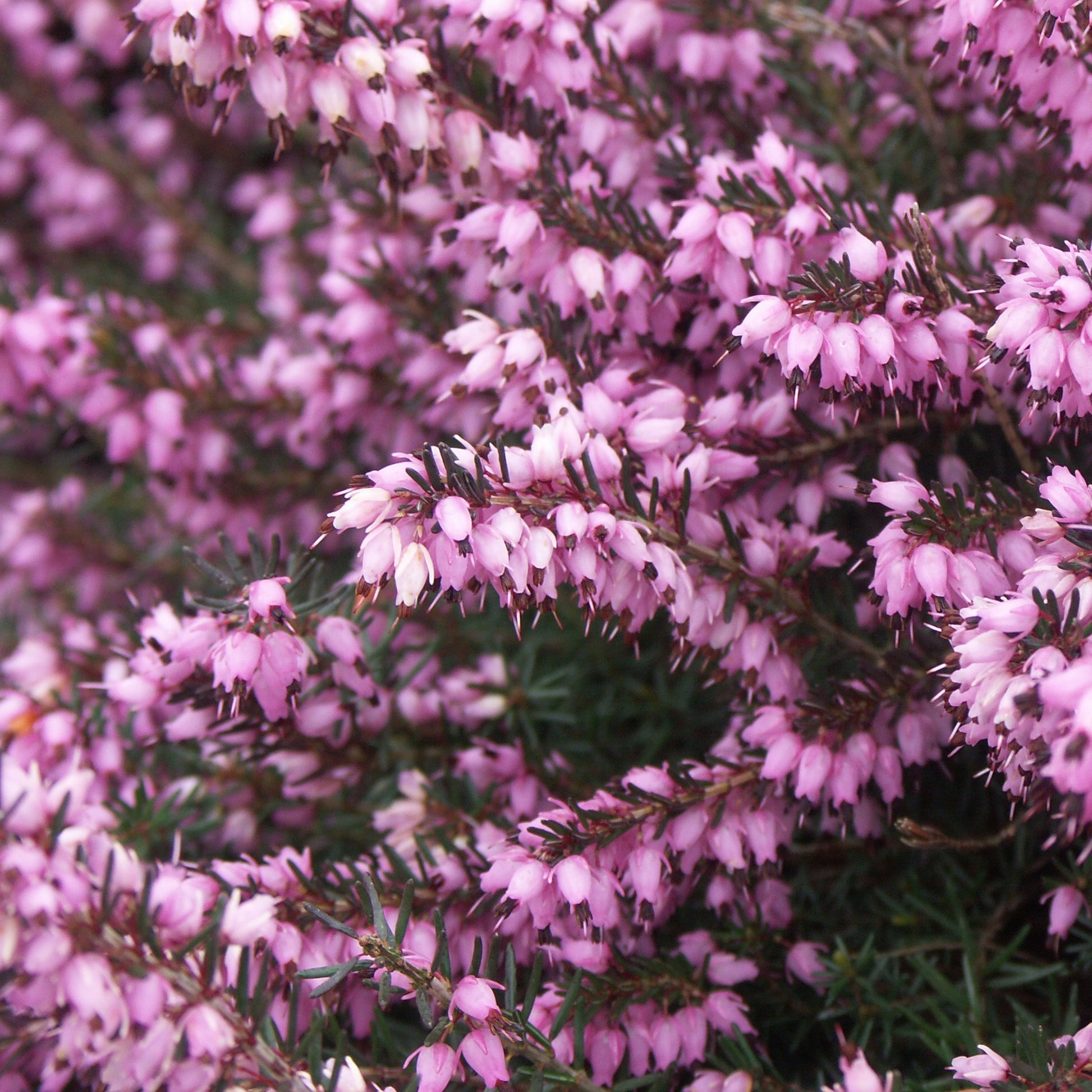 Winterheide - roze (x3) - Erica carnea