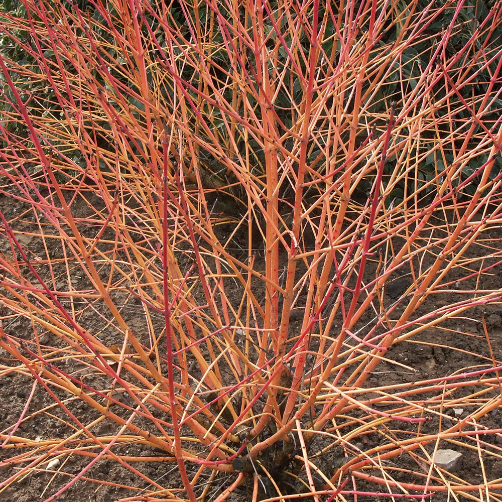 Rode kornoelje 'Winter Flame' - Cornus sanguinea winter flame ® ‘anny’ - Heesters en vaste planten