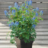 Helmbloem 'Blue Line' - Bakker