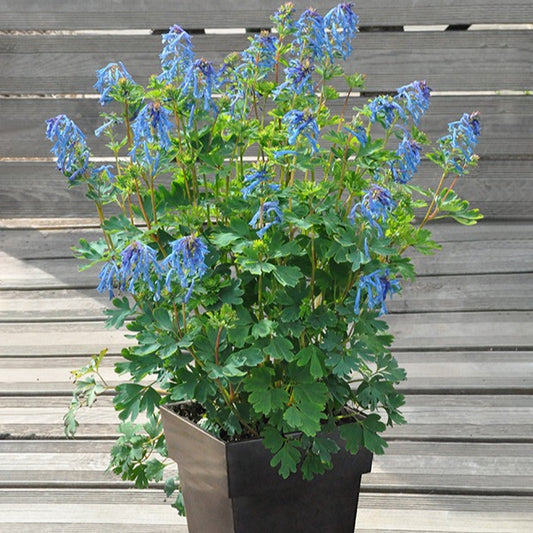 Helmbloem 'Blue Line' - Corydalis x blue line ® ‘couriblue’ - Bloeiende vaste tuinplanten