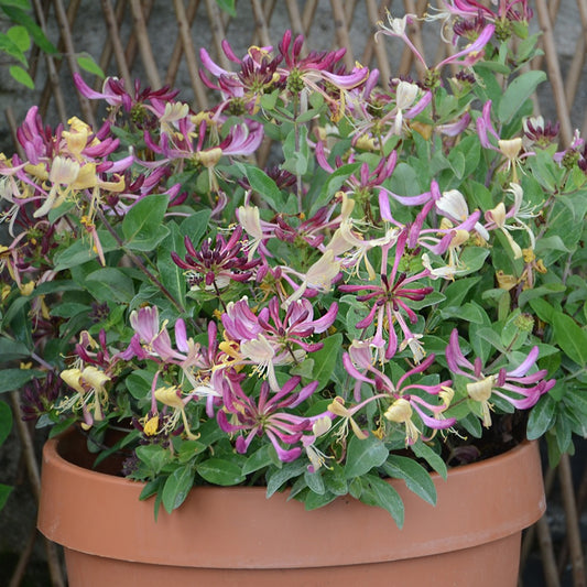 Kamperfoelie 'Chic & Choc' - Lonicera periclymenum chic & choc ® 'inov205' - Heesters