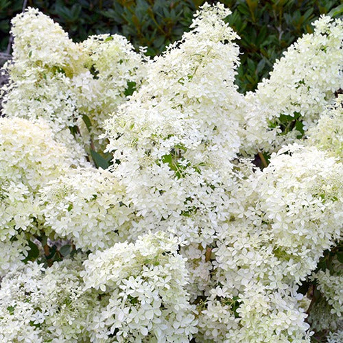 Pluimhortensia 'Dentelle de Gorron'® - Hydrangea paniculata dentelle de gorron ® 'rencri'