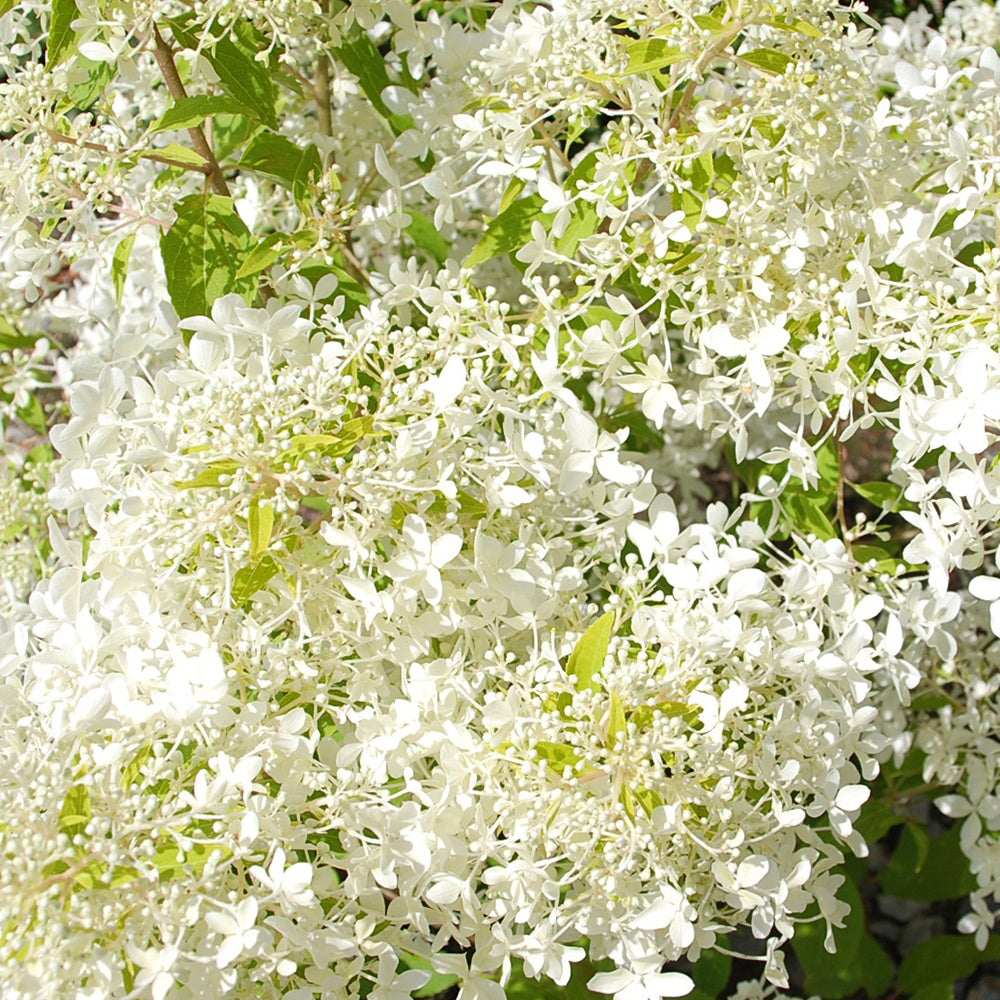 Pluimhortensia 'Dentelle de Gorron'® - Hydrangea paniculata dentelle de gorron ® 'rencri' - Bakker