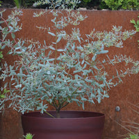 Gomboom 'Fance Bleu'® 'Rengun' - Eucalyptus gunnii france bleu ® ’rengun’ - Tuinplanten