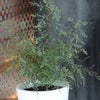 Gomboom 'Fance Bleu'® 'Rengun' - Eucalyptus gunnii france bleu ® ’rengun’ - Plant eigenschap