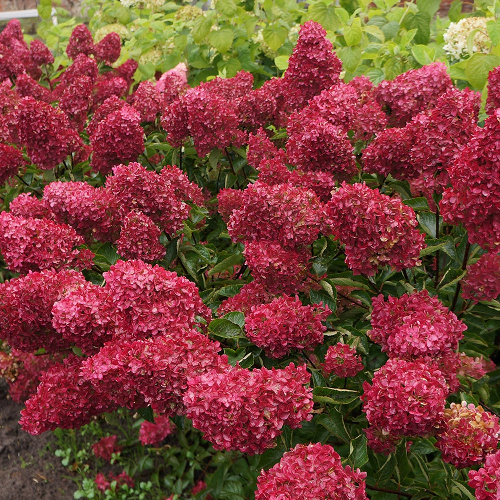 Hydrangea paniculata fraise melba ® ‘renba’ - Pluimhortensia 'Fraise Melba'® 'Renba' - Pluimhortensia