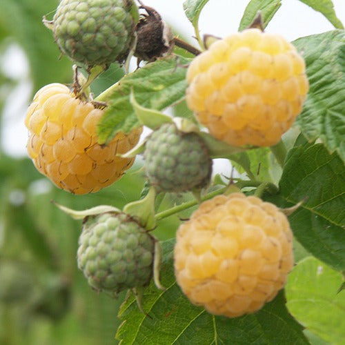Framboos 'Fallgold' - Rubus idaeus fallgold - Kleine fruitbomen