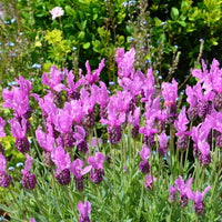 Kuiflavendel 'The Princess ® Lavender' - Lavandula stoechas the princess ® lavender 'ib910- - Tuinplanten