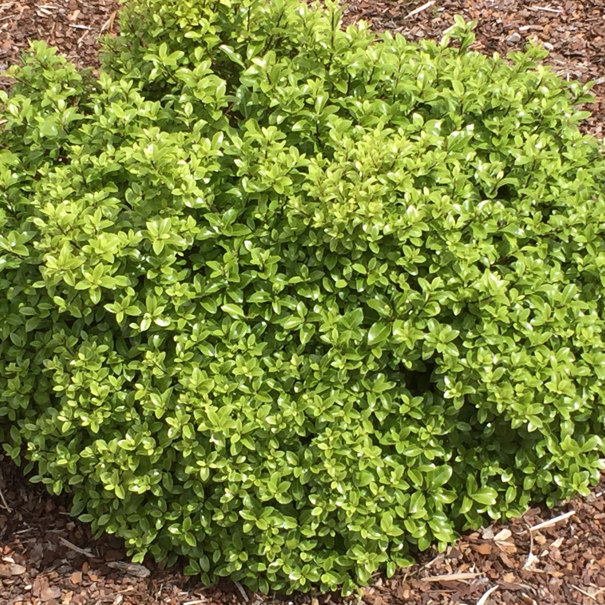 Australische laurier 'Golf Ball' - Pittosporum tenuifolium ‘golf ball’ - Tuinplanten