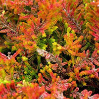 Dopheide 'Wickwar Flame' - Calluna vulgaris wickwar flame - Terras- en balkonplanten