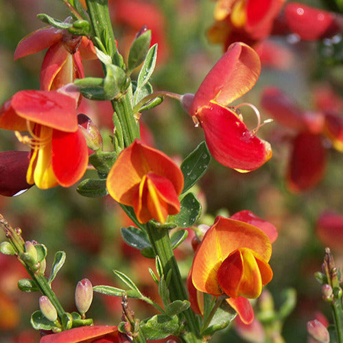 Brem 'Lena - Cytisus scoparius lena - Tuinplanten