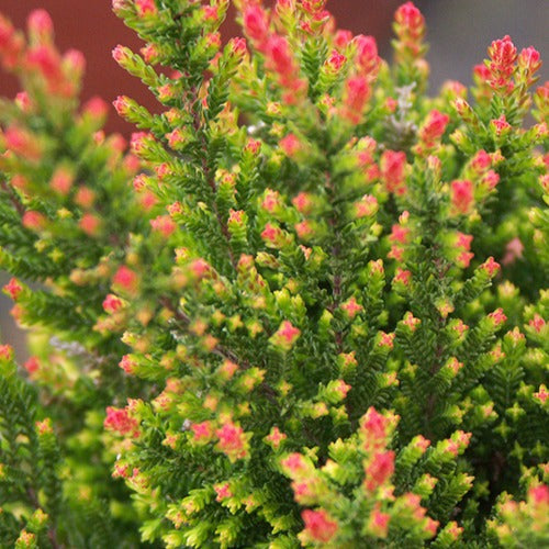 Struikheide 'Spring Torch' - Calluna vulgaris spring torch | Bakker.com
