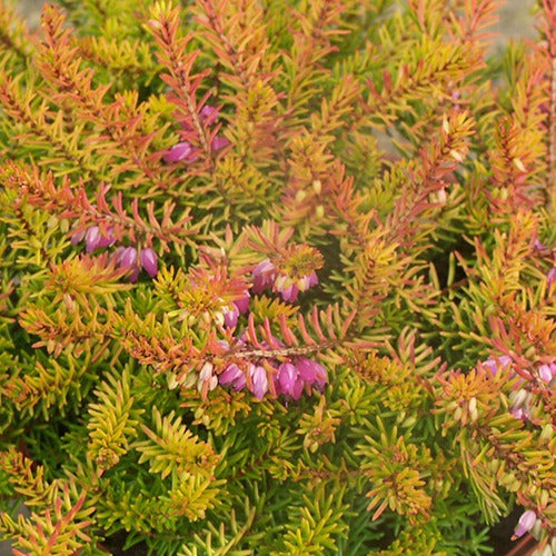 Winterheide 'Mary Helen' - Erica darleyensis mary helen - Terras- en balkonplanten