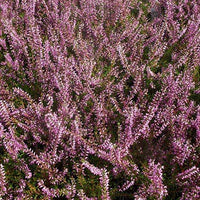 Dopheide 'Marlies' - Calluna vulgaris marlies - Terras- en balkonplanten