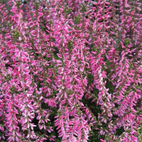 Dopheide 'Marlies' - Calluna vulgaris marlies - Perkplanten