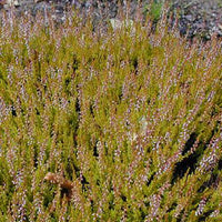 Struikheide 'Cuprea' - Calluna vulgaris cuprea - Terras- en balkonplanten