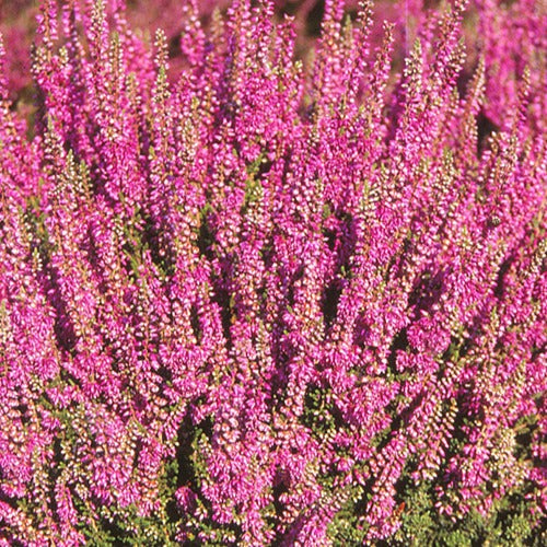 Struikheide 'Darkness' - Calluna vulgaris darkness - Bakker