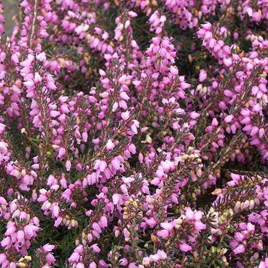 Winterheide 'Spring Surpise' - Erica darleyensis spring surprise - Terras- en balkonplanten