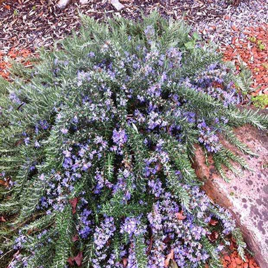 Rozemarijn 'Pointe du Raz' - Bakker