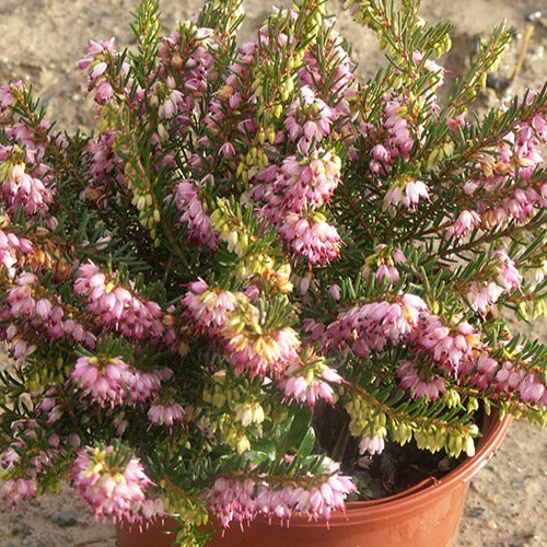 Winterheide 'Ghost Hills' - Erica darleyensis ghost hills - Tuinplanten