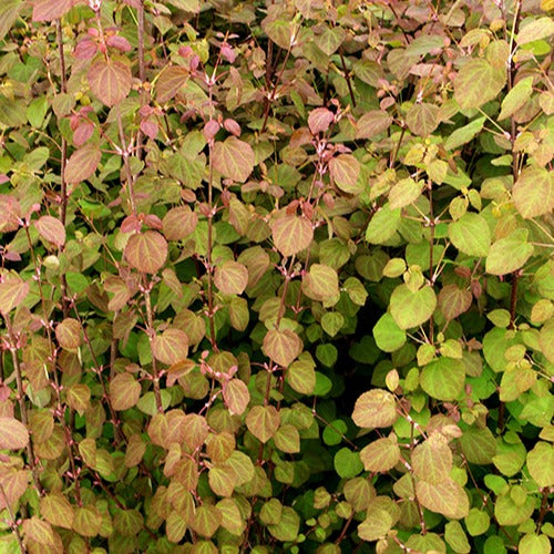 Katsuraboom - Cercidiphyllum japonicum - Tuinplanten