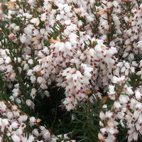 Winterheide 'Silberschmelze' - Bakker