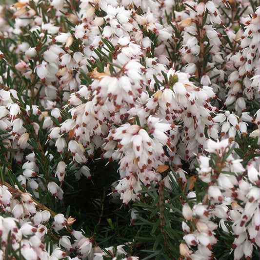 Winterheide 'Silberschmelze' - Bakker