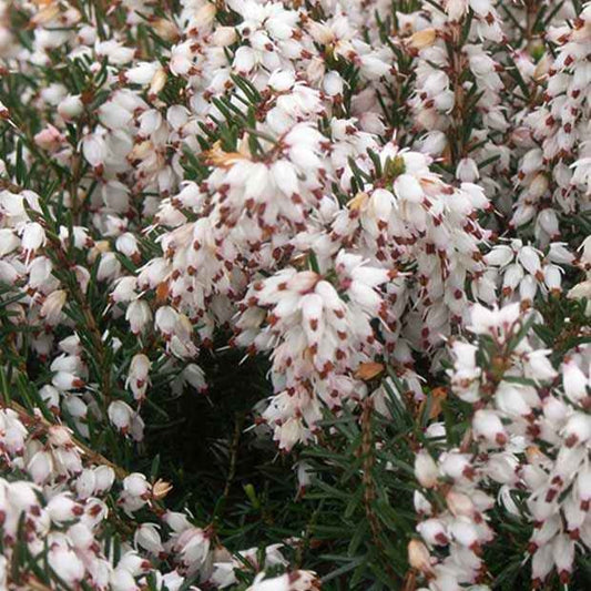 Winterheide 'Silberschmelze' - Erica darleyensis silberschmelze - Terras- en balkonplanten