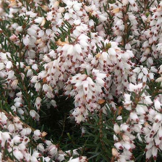 Winterheide 'Silberschmelze' - Bakker