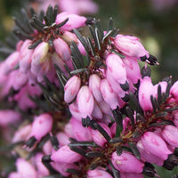 Heideplanten - Winterheide 'Winter Belles ® 'Lucie' - Erica darleyensis Winter Belles ® Lucie