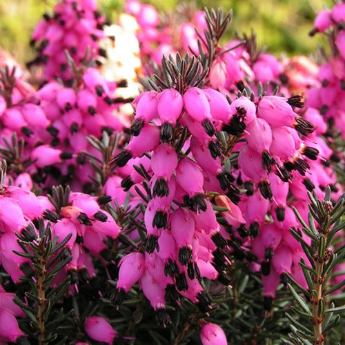 Erica darleyensis Winter Belles ® Lucie - Winterheide 'Winter Belles ® 'Lucie' - Heideplanten