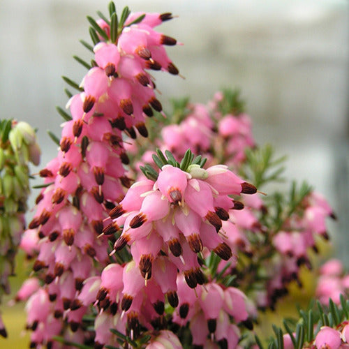 Winterheide 'Phoebe' - Erica darleyensis phoebe - Terras- en balkonplanten