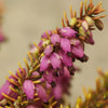 Winterheide 'Tylou' - Erica darleyensis tylou - Terras- en balkonplanten
