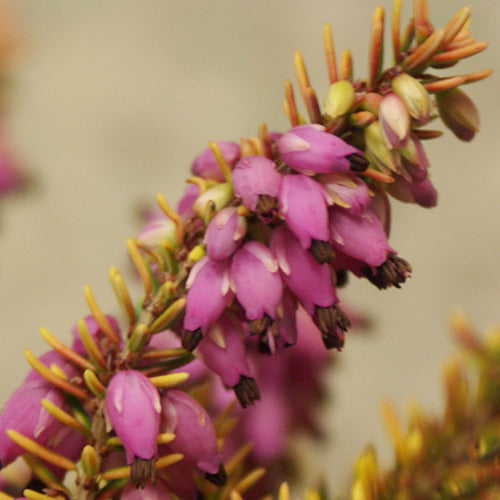 Winterheide 'Tylou' - Bakker