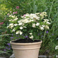 Pluimhortensia Prim White® 'Dolprim' - Hydrangea paniculata prim 'white ® 'dolprim' - Tuinplanten