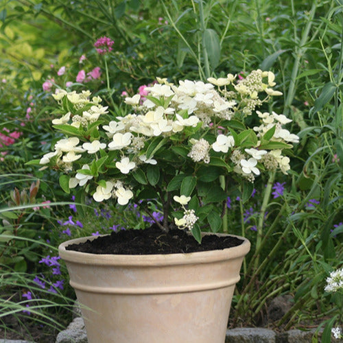 Pluimhortensia Prim White® 'Dolprim' - Hydrangea paniculata prim 'white ® 'dolprim' - Bakker