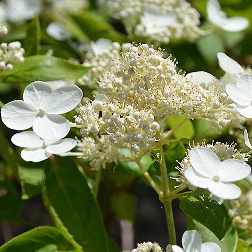 Pluimhortensia Prim White® 'Dolprim' - Hydrangea paniculata prim 'white ® 'dolprim' - Plantsoort