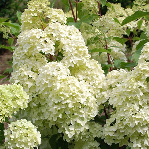 Pluimhortensia 'Diamantino'® - Hydrangea paniculata diamantino ® 'ren101' - Plantsoort