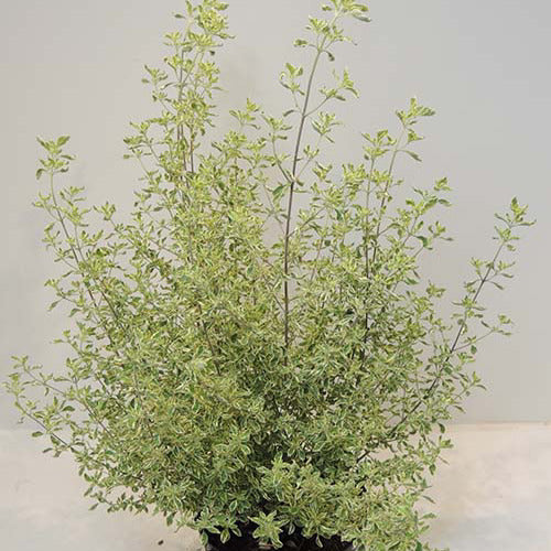 Australische muntstruik - Prostanthera ovalifolia variegata - Terras- en balkonplanten