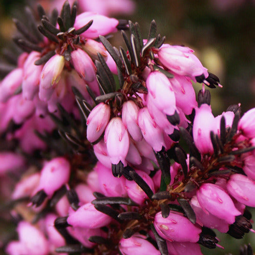 Winterheide 'Lea' - Erica darleyensis lea - Terras- en balkonplanten