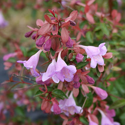 Abelia 'Ping Pong' - Bakker