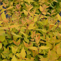 Abelia 'Gold Touch® BMR Gold' - Abelia grandiflora gold touch ® 'bmr gold' - Tuinplanten