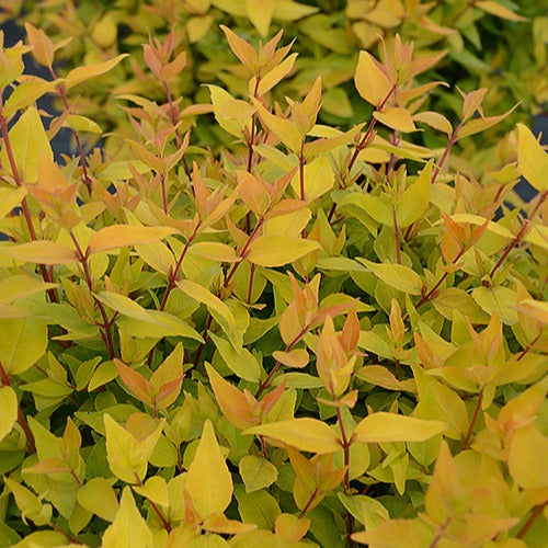Abelia 'Gold Touch® BMR Gold' - Abelia grandiflora gold touch ® 'bmr gold' - Tuinplanten
