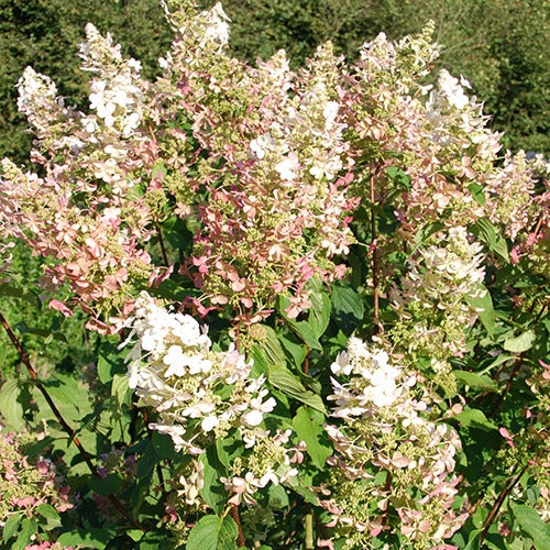 Pluimhortensia 'Dolly' - Bakker