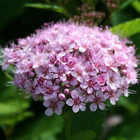 Spierstruik 'Pink Sparkler'® - Spiraea betulifolia pink sparkler® - Tuinplanten