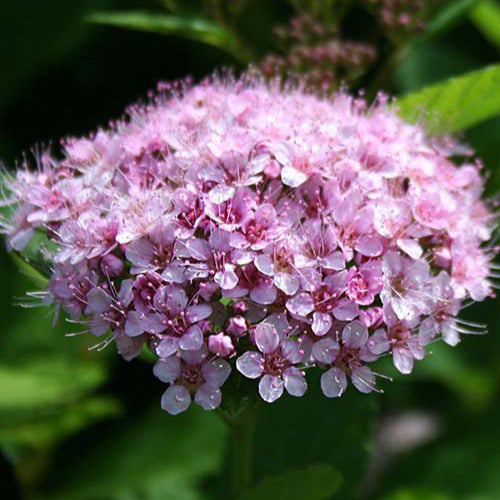 Spierstruik 'Pink Sparkler'® - Spiraea betulifolia Pink Sparkler® - Bakker