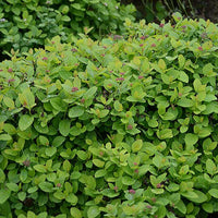 Spiraea betulifolia Pink Sparkler® - Spierstruik 'Pink Sparkler'® - Spirea